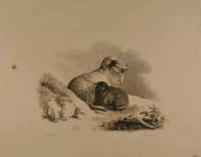 Groupes d ‘Animaux (A sheep and lamb lying together by a hillock)
