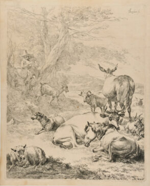 Le troupeau en repos