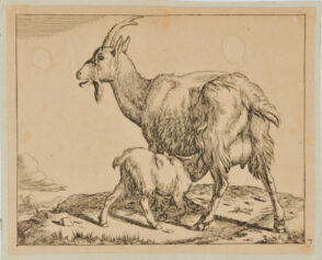 Chèvres et Bouce