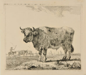 Bull Standing in a River Landscape