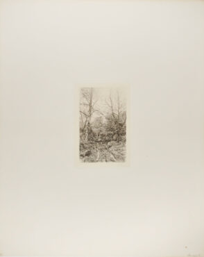 Road Through the Woods