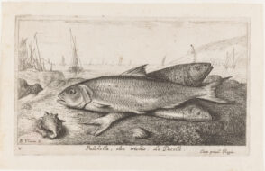 Pulchella, olim trichis. La Pucelle