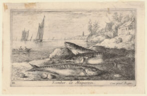 Scomber. Le Marquereau