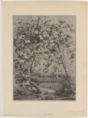 The Vine and the Well