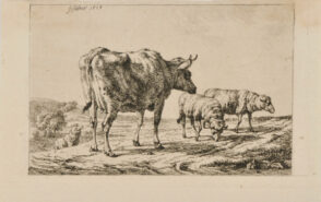 A Cow and Two Sheep