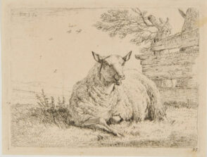 The Sheep Resting Near a Fence
