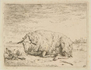 The Sheep Lying Down