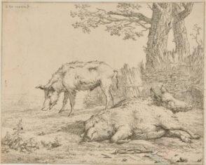 Three Pigs Near the Fence