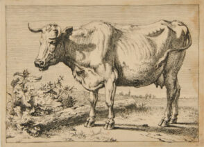 Cow with Left Horn Bent Forward