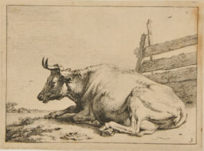 Cow Lying by a Board Fence