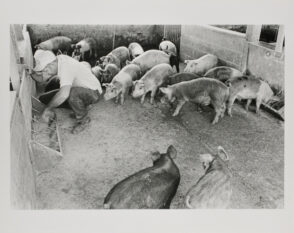 Jim Agnew, Wicomico.