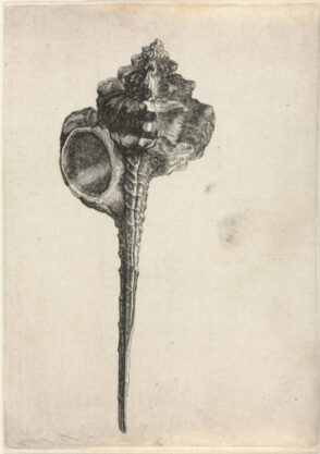 Snipeis Bill Murex (murex haustellum)