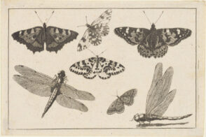 Two Dragonflies and Five Butterflies