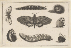 Three Caterpillars, a Moth and Four Butterflies
