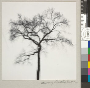 Multiple Exposure Tree, Chicago