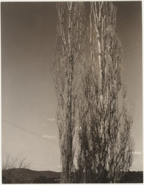 Poplars, Lake George