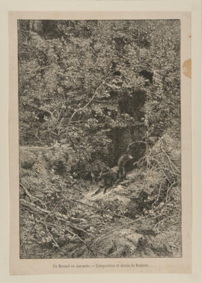 Un Renard en maraude