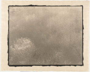 In a Meadow, Wales, UK