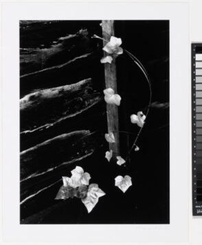 Ivy, Portland, Oregon