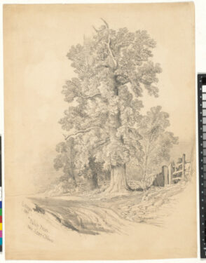 Tulip Trees over the Severn River