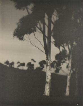 Near Lamesa (Eucalyptus Trees)