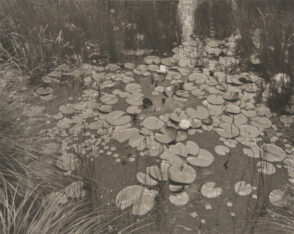 Aquatic Plants #1, New Jersey