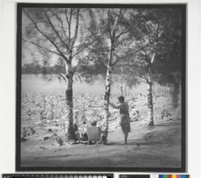 Birch Trees, Lake Near Ozerki Metro Station, St. Petersburg